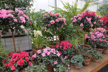 Bright summer flowers