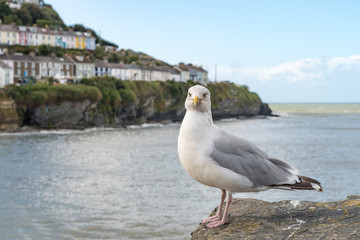 Coastal village gull