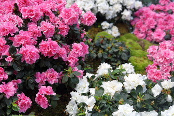 Bright summer flowers