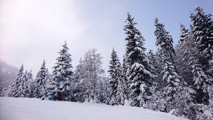 Snowy pine trees