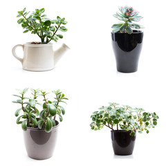 green plants in flower pots on white background