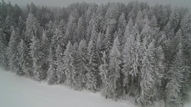 winter forest