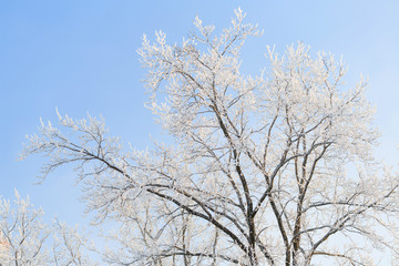 Fototapeta na wymiar Cold winter day, beautiful hoarfrost and rime on trees