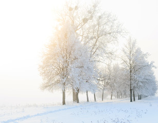 Fototapeta premium Cold winter day, beautiful hoarfrost and rime on trees