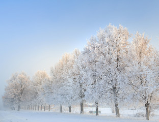 Cold winter day, beautiful hoarfrost and rime on trees