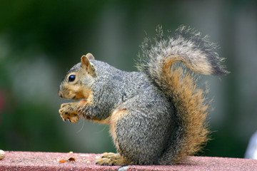 Squirrel eating
