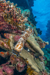 Weird underwater animal