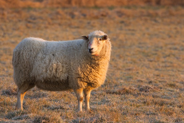 Smiling Sheep on a cold Frosty Morning