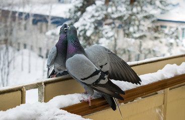 Foreplay and kissing pigeons in winter on the balcony of the house