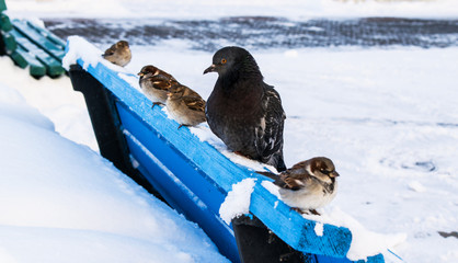 Pigeon and sparrows in the winter time sitting on the bench
