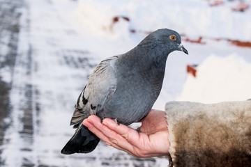 A pigeon sat on a woman's hand and asks for food