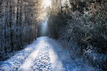 Verschneiter Waldweg und Sonnenstrahlen