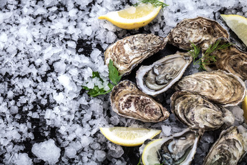 Frische austern 