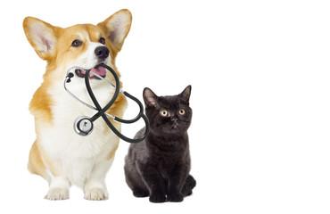 Obraz premium kitten and puppy