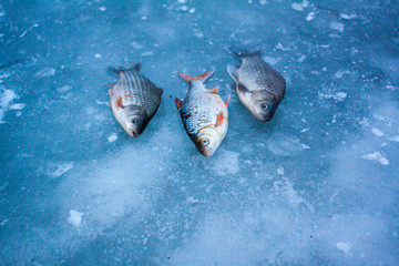 fresh fish caught on the ice at the winter ice fishing on the river