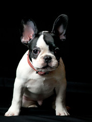 Puppy of french bulldog on black background