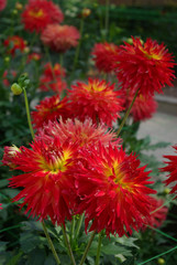 Dahlias cactus rouge flamboyant au jardin en été