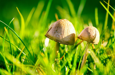 wild mushrooms in grass spotted by sunlight