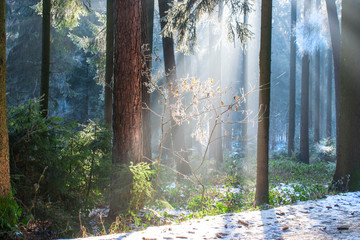 Winterwald mit Sonnenstrahlen