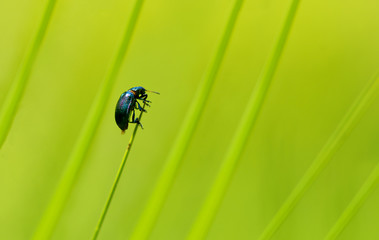 blue beetle holding on the leaf.