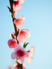Fototapeta premium peach blossom in spring. Macro shot.