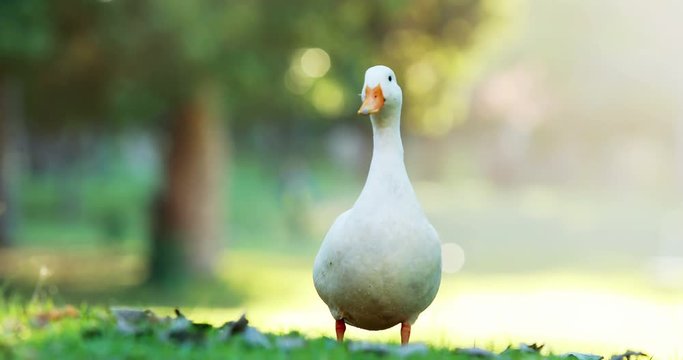 White duck in the park on a sunny day 4k