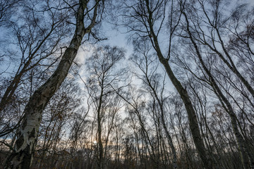 Sherwood forest birch trees