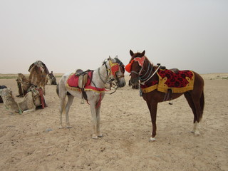 Лошади в пустыне