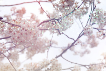 Abstract blurred background of spring cherry tree