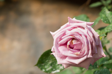 beautiful pink rose flower. natural color background. valentine's day.