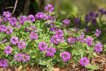 Obraz premium Purple Paririe Verbena flower mound in spring, on the edge of woods