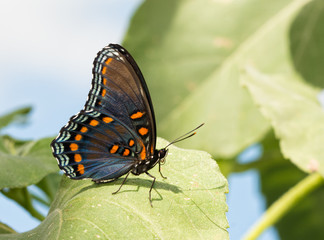 Fototapeta na wymiar Red Spotted Purple Admiral butterfly resting on a sunflower leaf