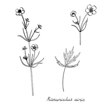 vector ink drawing plants