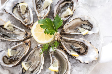Frische Austern 