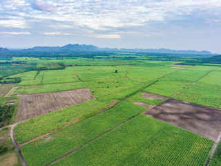 Aerial View of Sugar Cane Farming after Harvest in Front of Beau