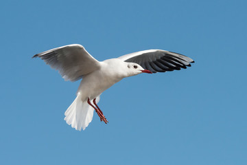 Black-headed Gull, Chroicocephalus ridibundus