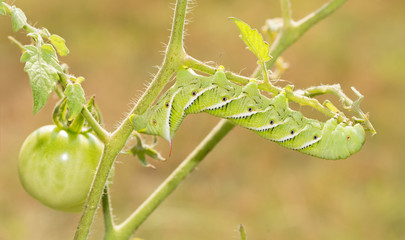 Tobacco hornworm moth caterpillar on a tomato plant