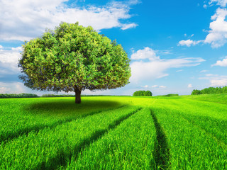 Fototapeta na wymiar Tree in green field idyllic landscape blue bright sky clouds road tire tracks