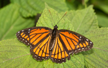 Viceroy butterfly resting on a Painted Nettle leaf