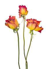 Dry roses
