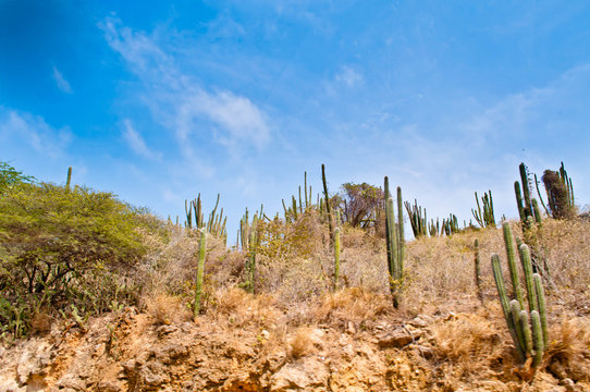 Mountain of cactus, bushes, and blue sky