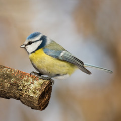 Fototapeta premium Eurasian blue tit (Cyanistes caeruleus), small passerine bird in