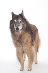 Fototapeta premium Senior dog, Belgian Shepherd Tervuren, white studio background