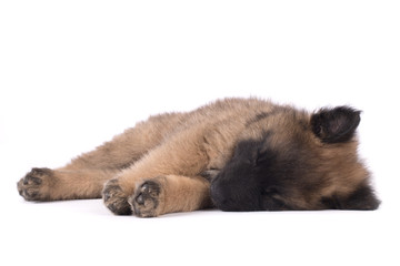 Puppy dog, Belgian Shepherd Tervuren, sleeping, studio background