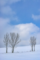 Fototapeta na wymiar Three trees in the landscape