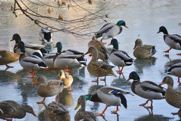 Flock of ducks on a frozen lake in Croatia.