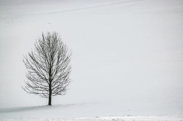 One tree in the landscape