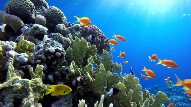 Coral reef and beautiful fish. Underwater life in the ocean. Tropical fish on coral reefs.
