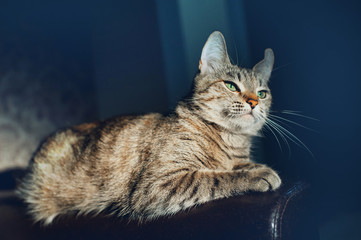 Beautiful cat on a dark background in the studio