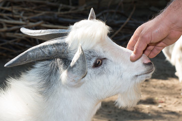 Close up of goat at the farm.